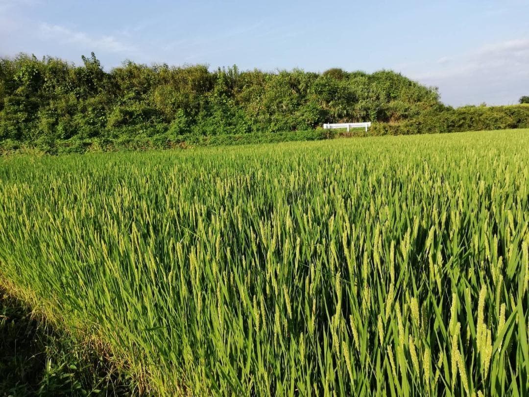 農薬不使用　7年産　ハッピーヒル（うるち）籾　3ｋ　種籾　陸稲