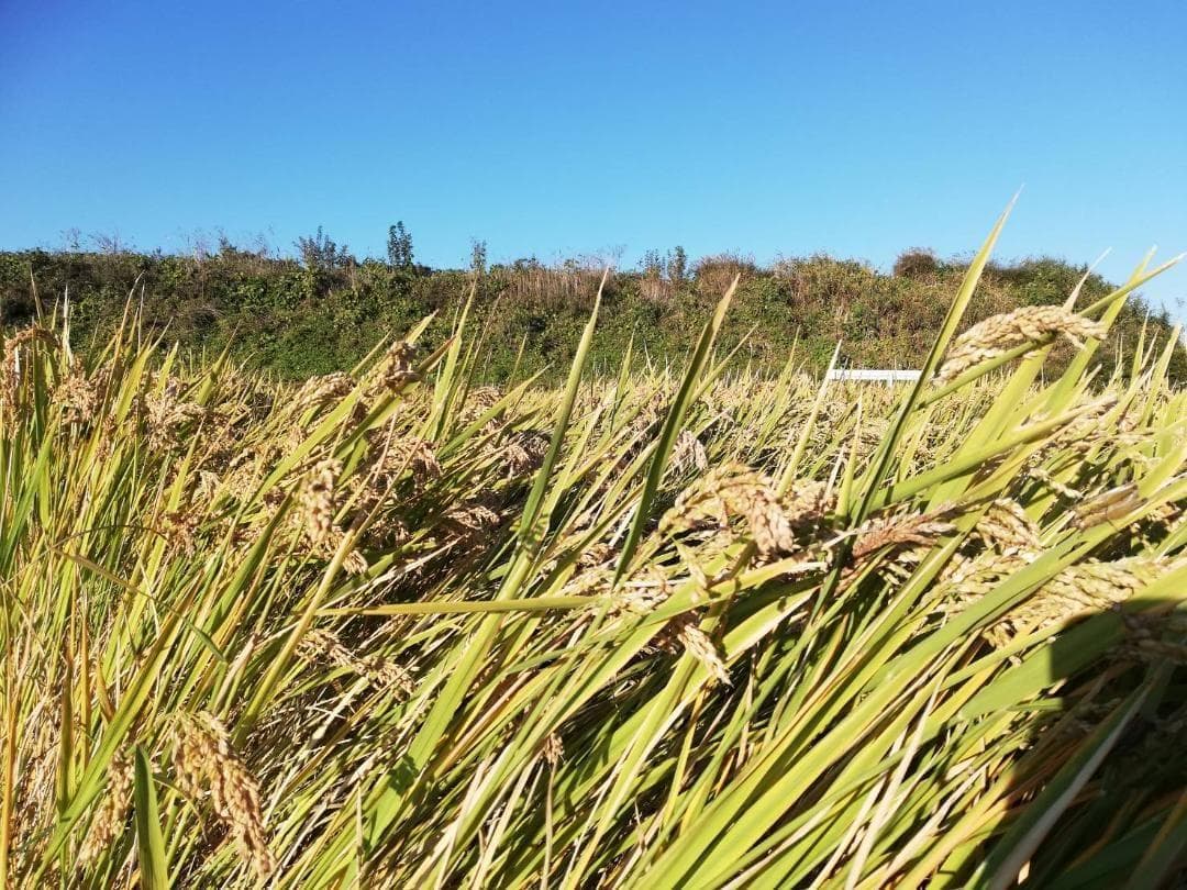 農薬不使用　7年産　ハッピーヒル（うるち）籾　3ｋ　種籾　陸稲