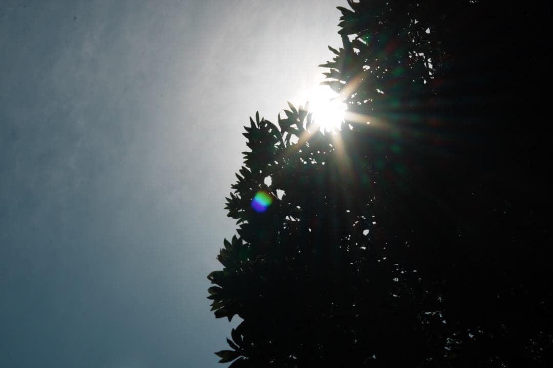 レンズ(単焦点) Carl Zeiss S-Planar 60mm F2.8 AEG 133