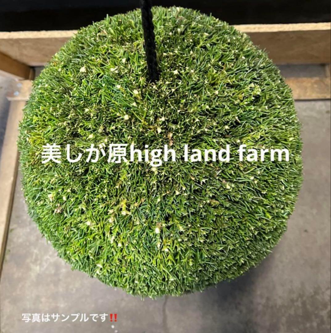 杉玉　約35センチ 屋根付き‼️お客様ご注文品♪