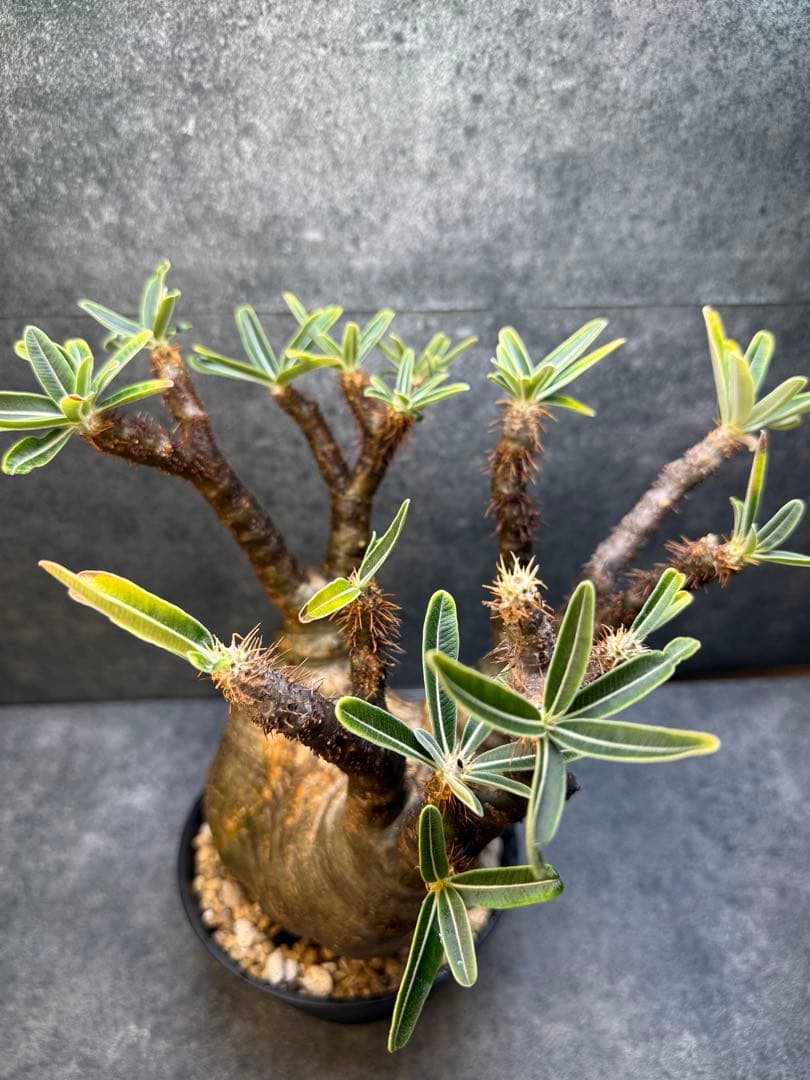 パキポディウム　グラキリス　現地球　発根済み　現15