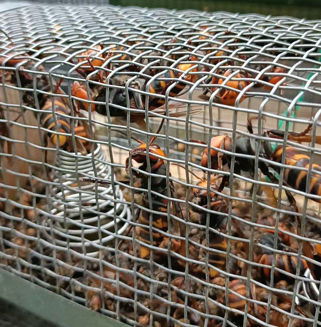 ③オオスズメバチ入り焼酎 900ml