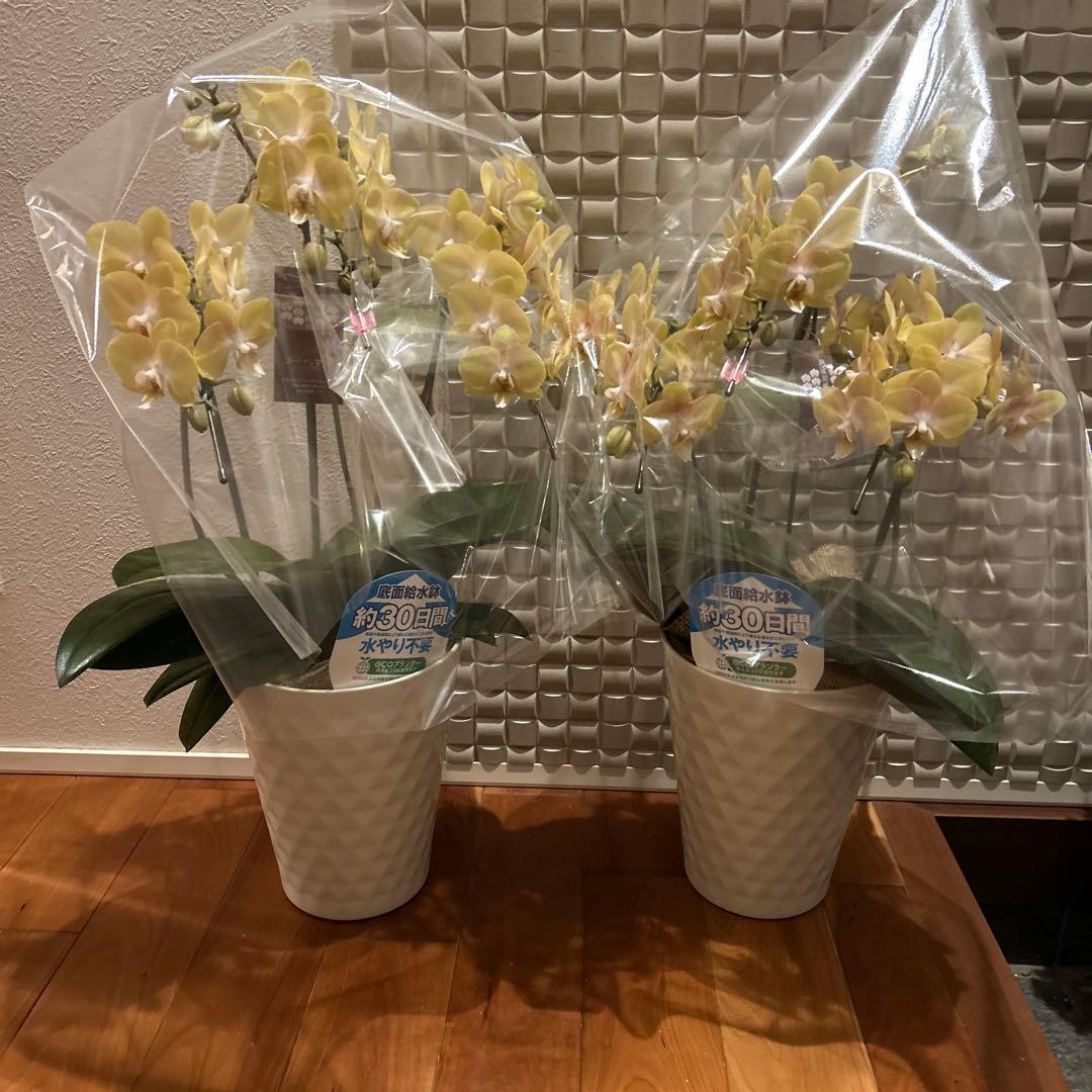 胡蝶蘭　ゴールデンマンボ　6．0寸鉢　2鉢価格