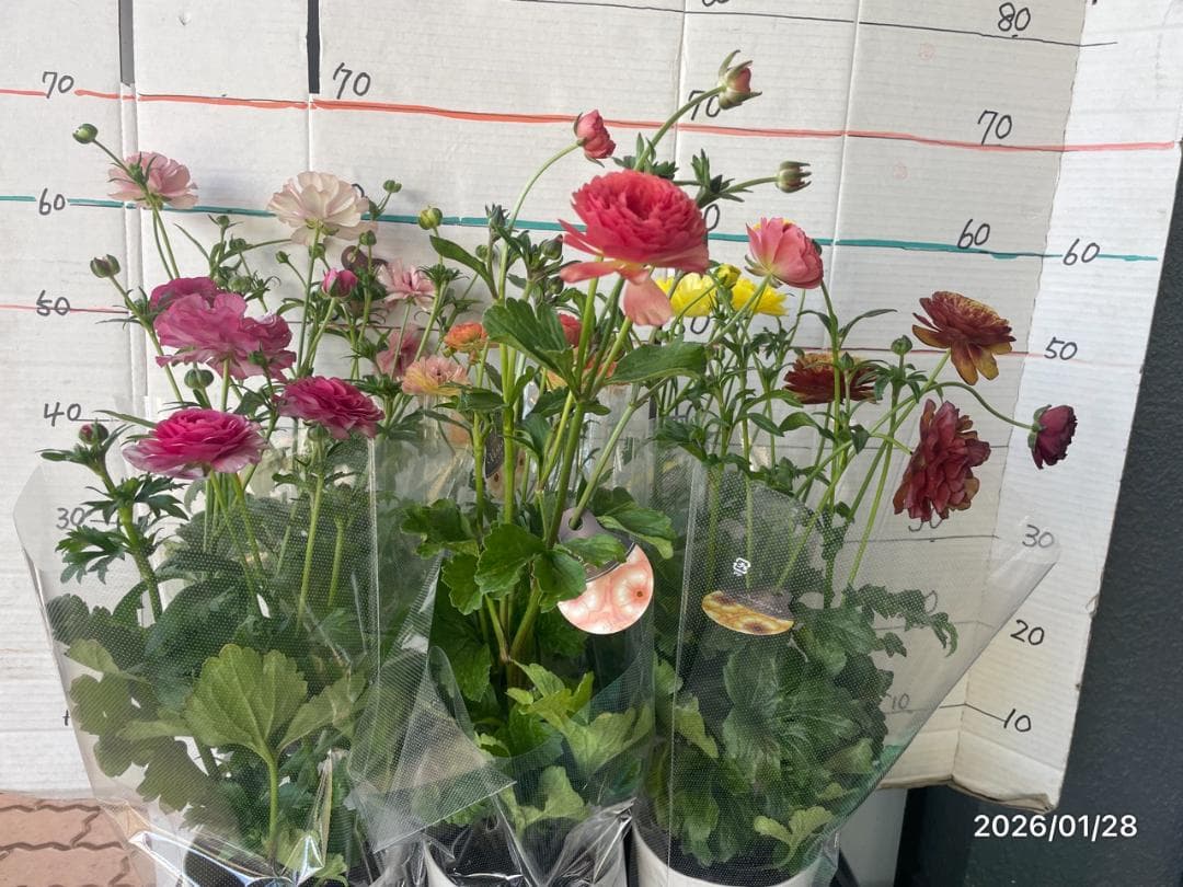 早い者勝ち　ラナンキュラス　ラックス　全6種類　　5号　　大苗