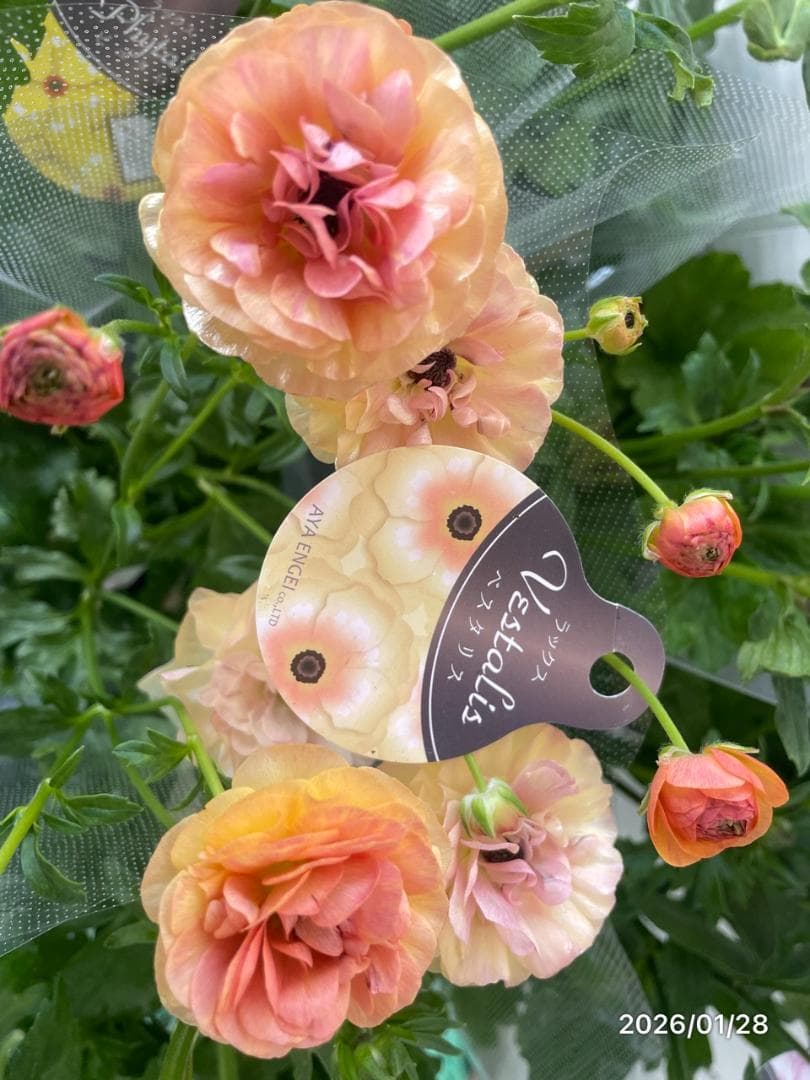 早い者勝ち　ラナンキュラス　ラックス　全6種類　　5号　　大苗