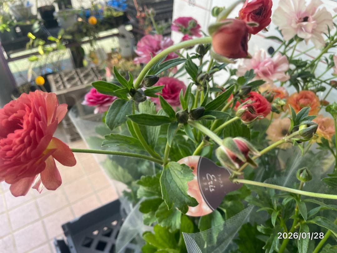 早い者勝ち　ラナンキュラス　ラックス　全6種類　　5号　　大苗