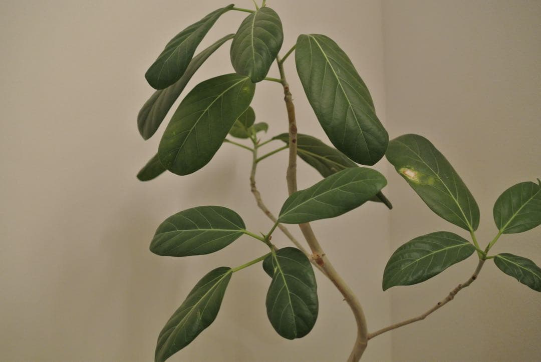 値下げ可能◎Nikon 1 J1 ホワイト