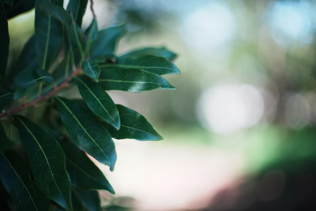 【ほぼライカ】Minolta MD ROKKOR 50mm F1.4 408