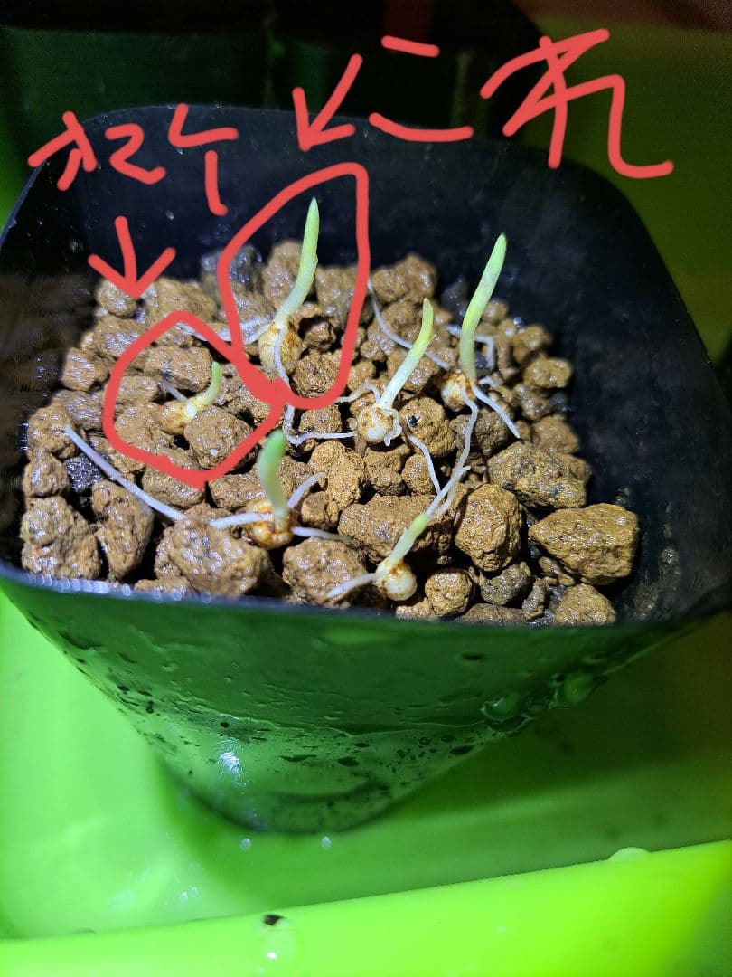 t*o様 山野草　オオアマミテンナンショウ　実生　１球＋　希少