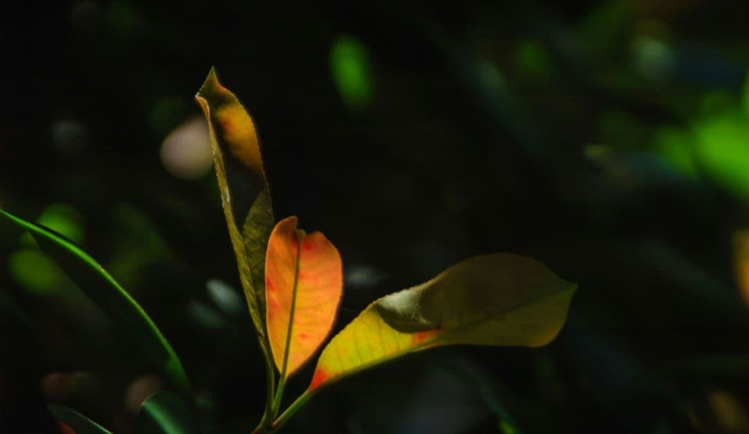 NIKON　D70　ダブルレンズ　初心者⚡️一眼レフ⚡️超望遠⚡️ニコン