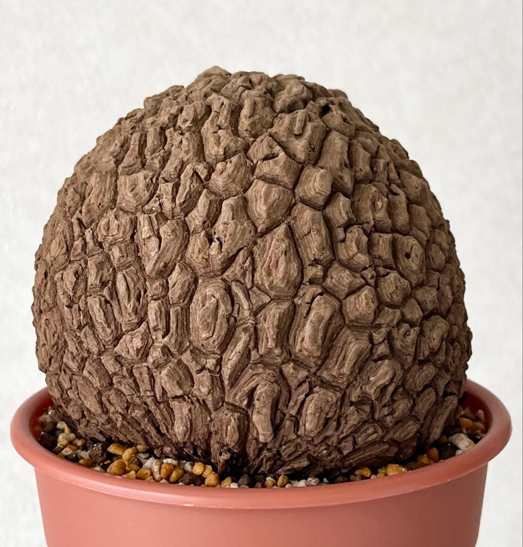 【極美/超大株/塊根植物】ステファニア スベローサ 超大株 鉢植え