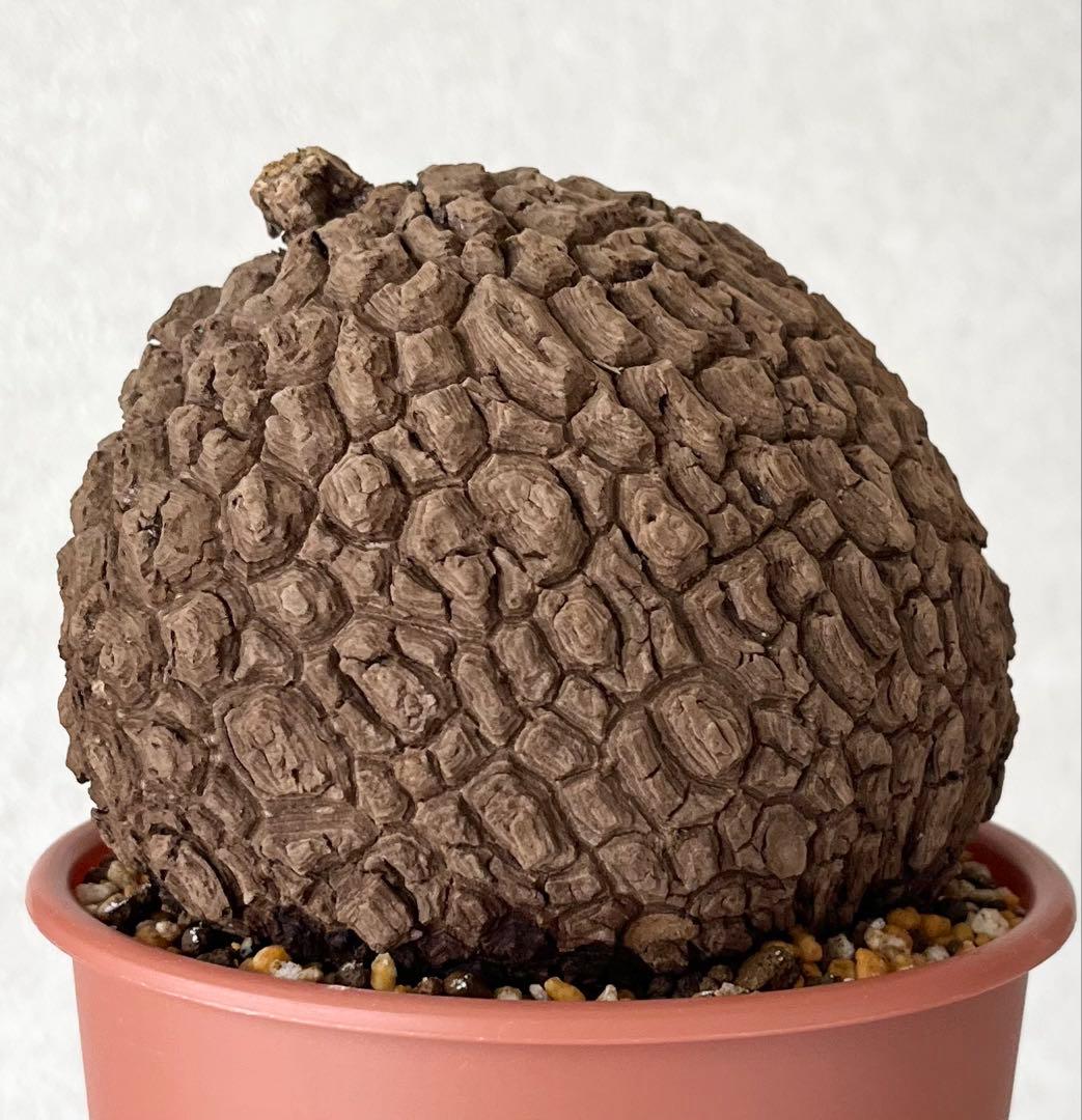 【極美/超大株/塊根植物】ステファニア スベローサ 超大株 鉢植え