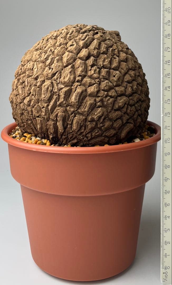 【極美/超大株/塊根植物】ステファニア スベローサ 超大株 鉢植え