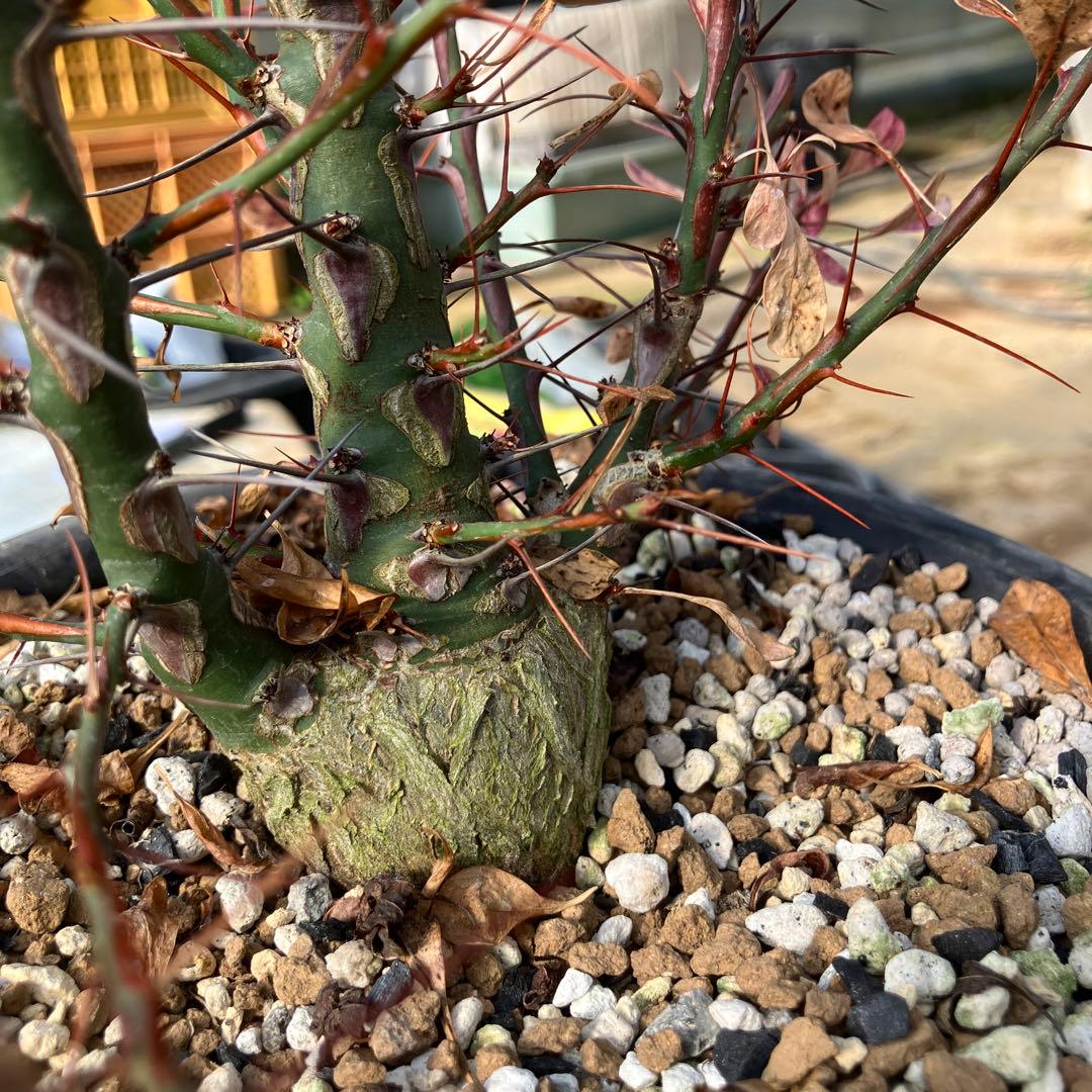 HIROフォークイエリア ファシクラータ