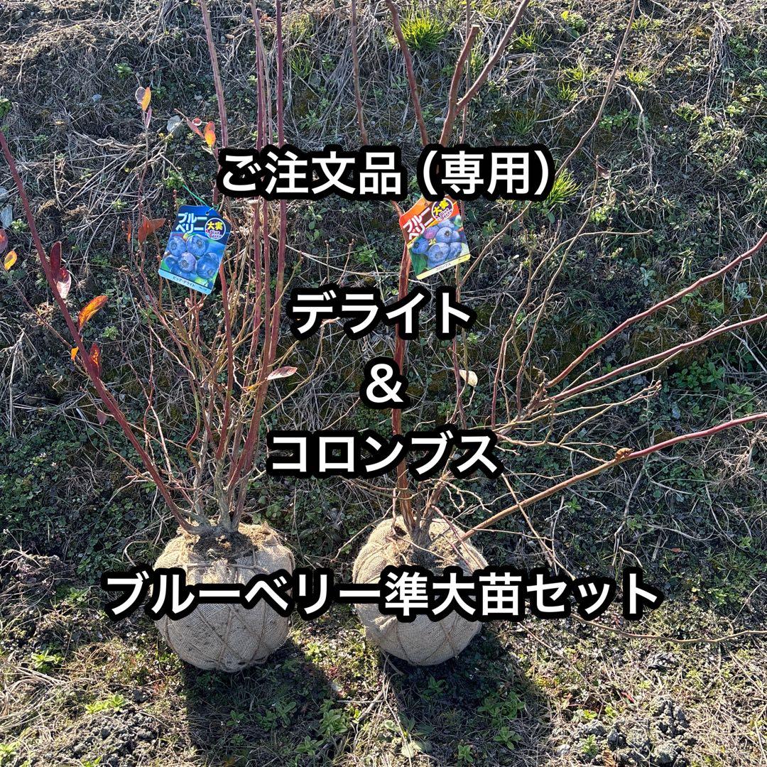 ご注文品　デライト＆コロンブス　ブルーベリー準大苗セット