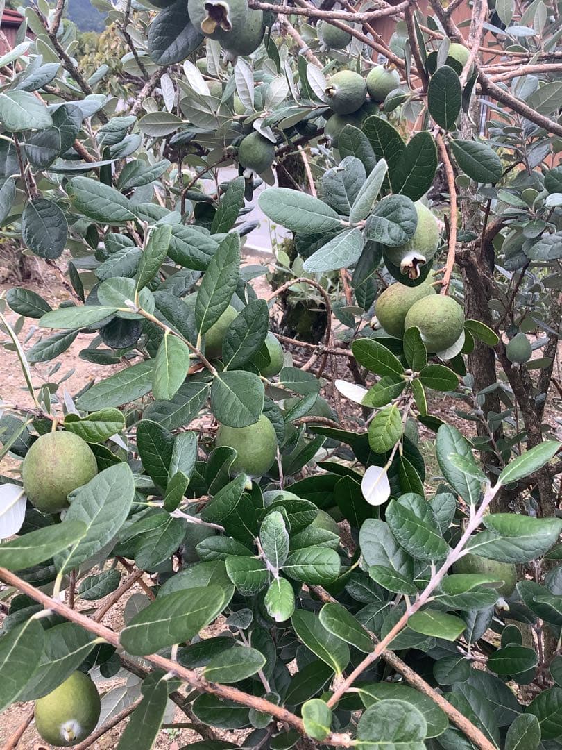 8-1果樹【フェイジョア】樹高約101cm【送料込み】