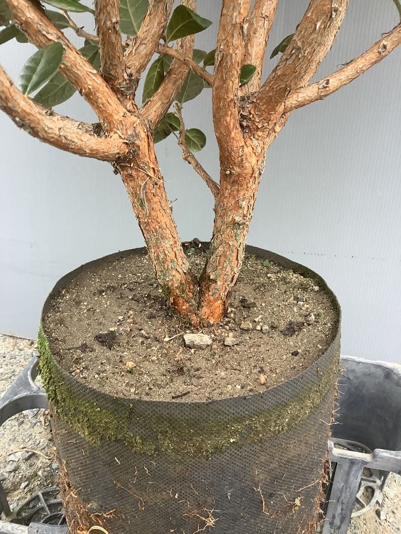 8-1果樹【フェイジョア】樹高約101cm【送料込み】