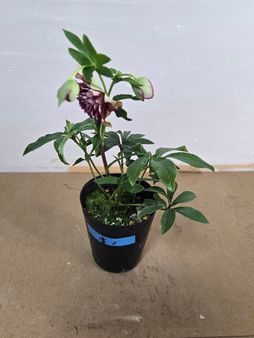 ☆クリスマスローズ☆超多弁　変わり咲き☆4.5号ポット☆希少☆