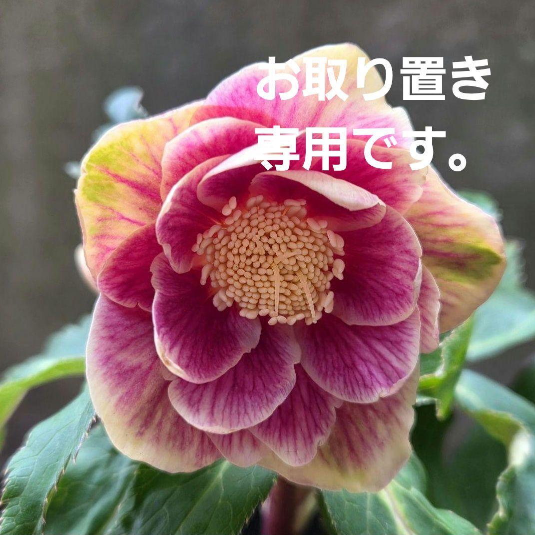 まい様お取り置き専用 クリスマスローズ 広瀬園芸【ソレイユ】開花株　認定