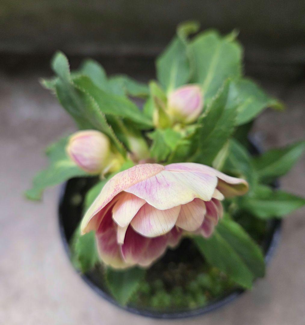 まい様お取り置き専用 クリスマスローズ 広瀬園芸【ソレイユ】開花株　認定