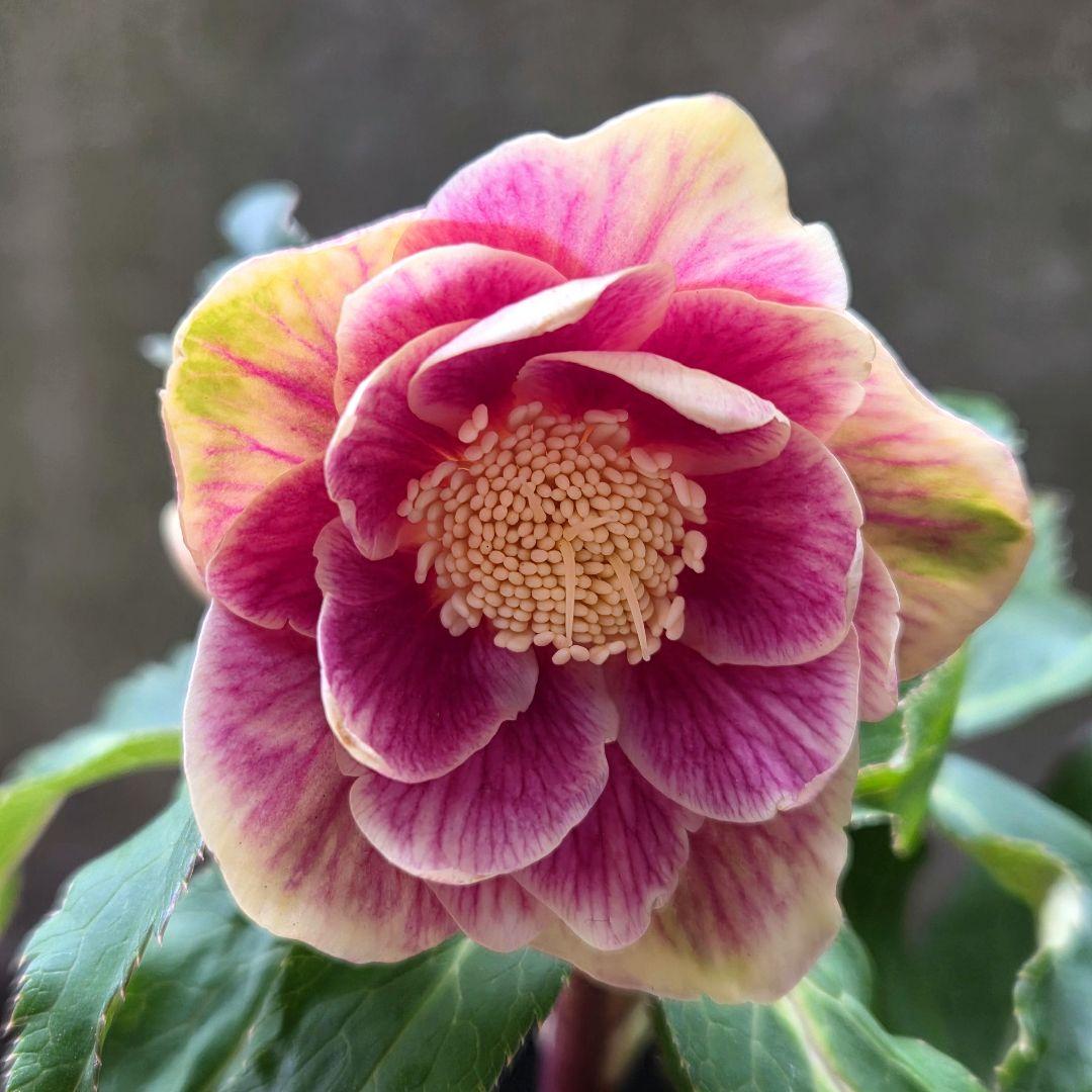 まい様お取り置き専用 クリスマスローズ 広瀬園芸【ソレイユ】開花株　認定