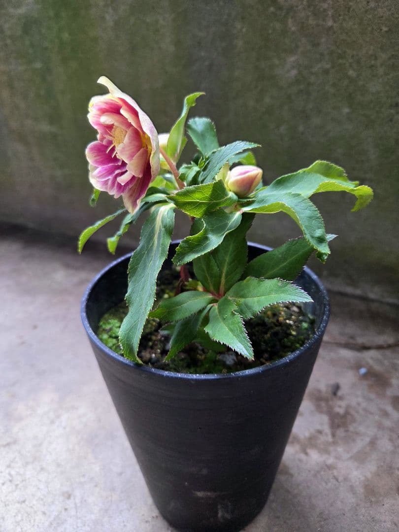 まい様お取り置き専用 クリスマスローズ 広瀬園芸【ソレイユ】開花株　認定