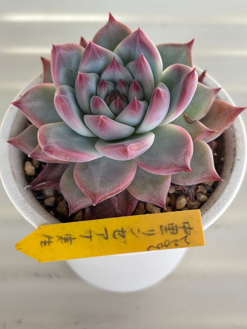 札付き 中里リンゼアナ