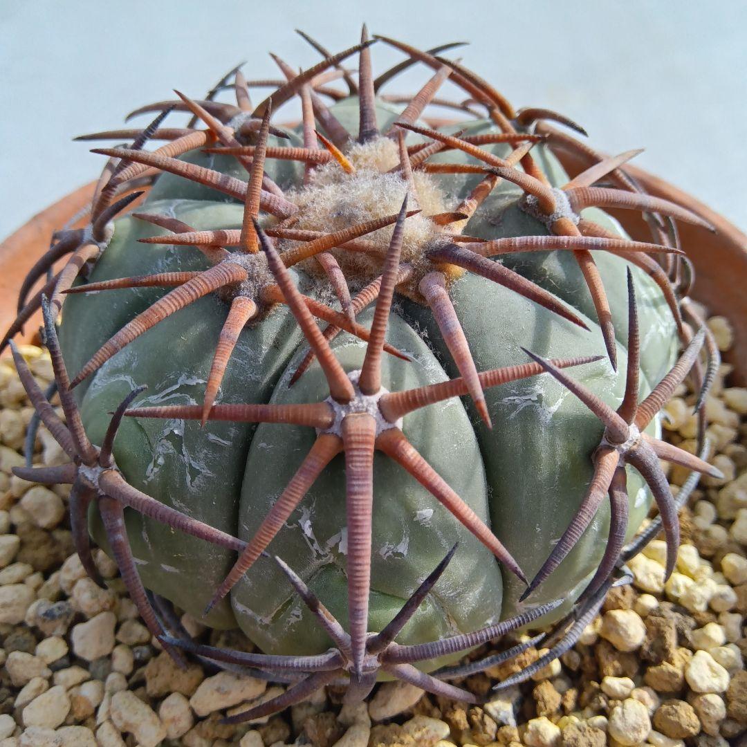【強刺実生】花王丸エキノカクタス国内繁殖サボテン（太平丸雷帝翠平コピアポア塊根）
