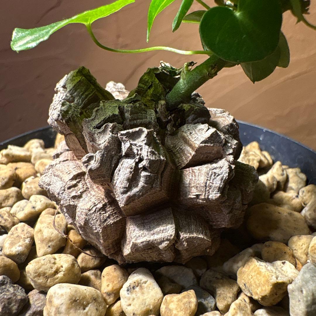 たく おまとめ4株 亀甲竜