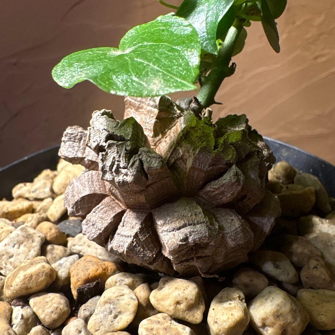 たく おまとめ4株 亀甲竜