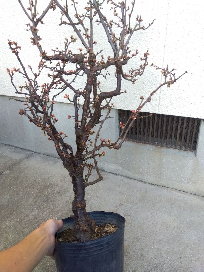 雲龍梅　古木　白花　７号ポットつき　特大❗　③