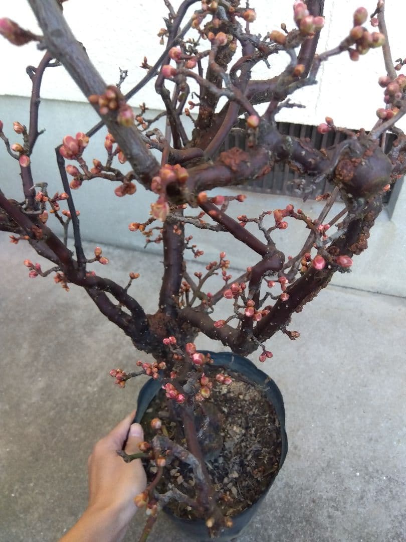 雲龍梅　古木　白花　７号ポットつき　特大❗　③