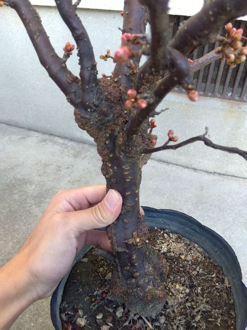 雲龍梅　古木　白花　７号ポットつき　特大❗　③