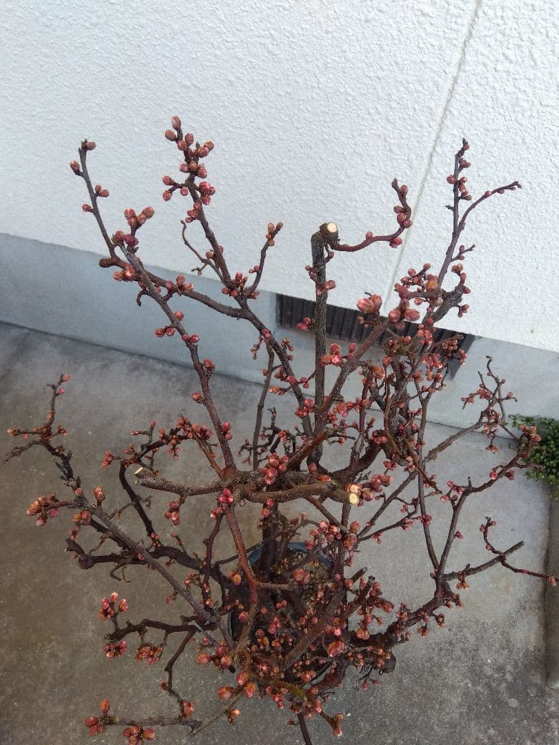 雲龍梅　古木　白花　７号ポットつき　特大❗　③