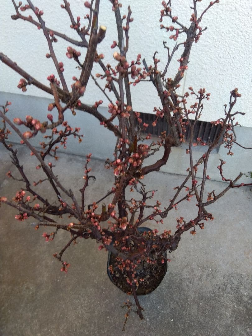 雲龍梅　古木　白花　７号ポットつき　特大❗　③