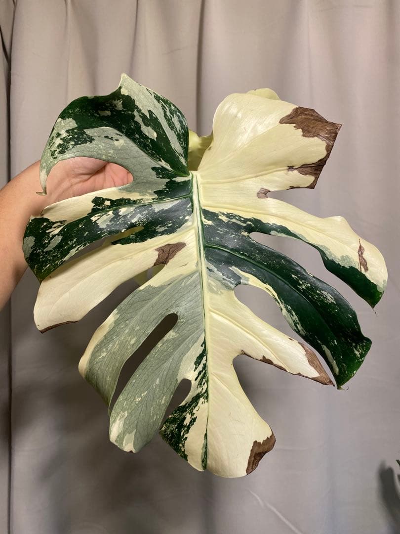 b*r様 Monstera deliciosa 'White Tears'白斑