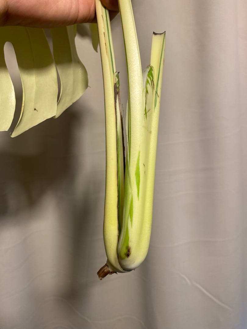 b*r様 Monstera deliciosa 'White Tears'白斑