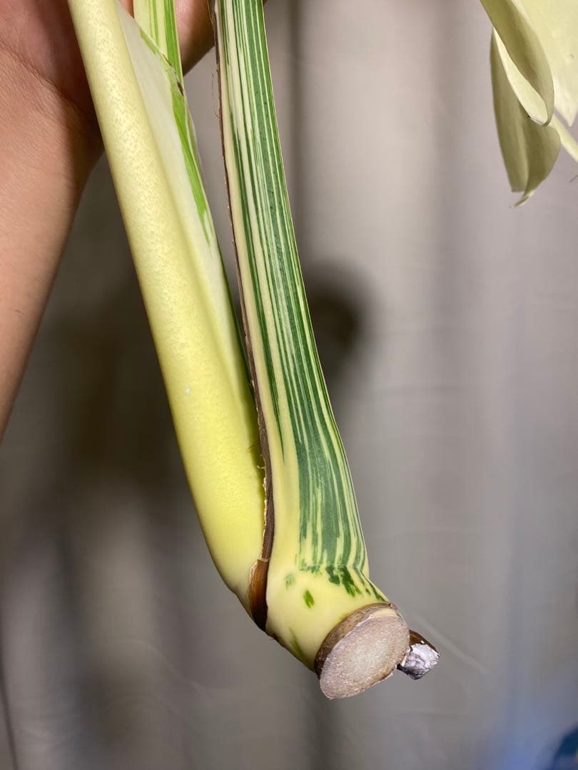 b*r様 Monstera deliciosa 'White Tears'白斑