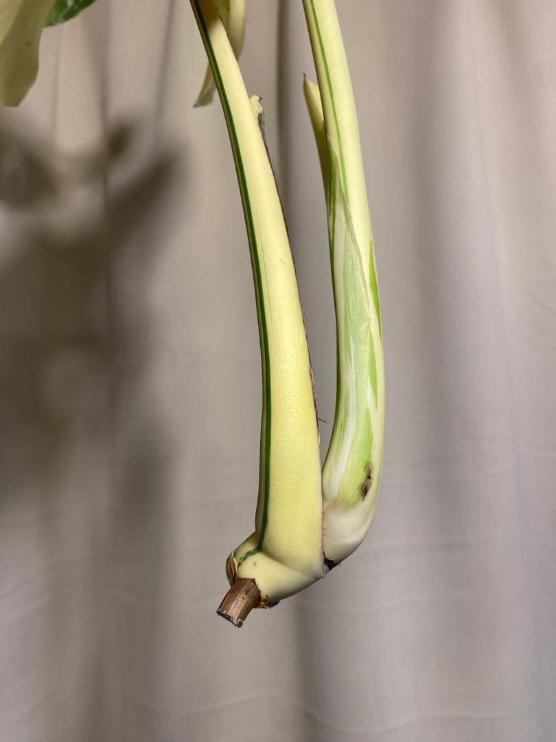 b*r様 Monstera deliciosa 'White Tears'白斑