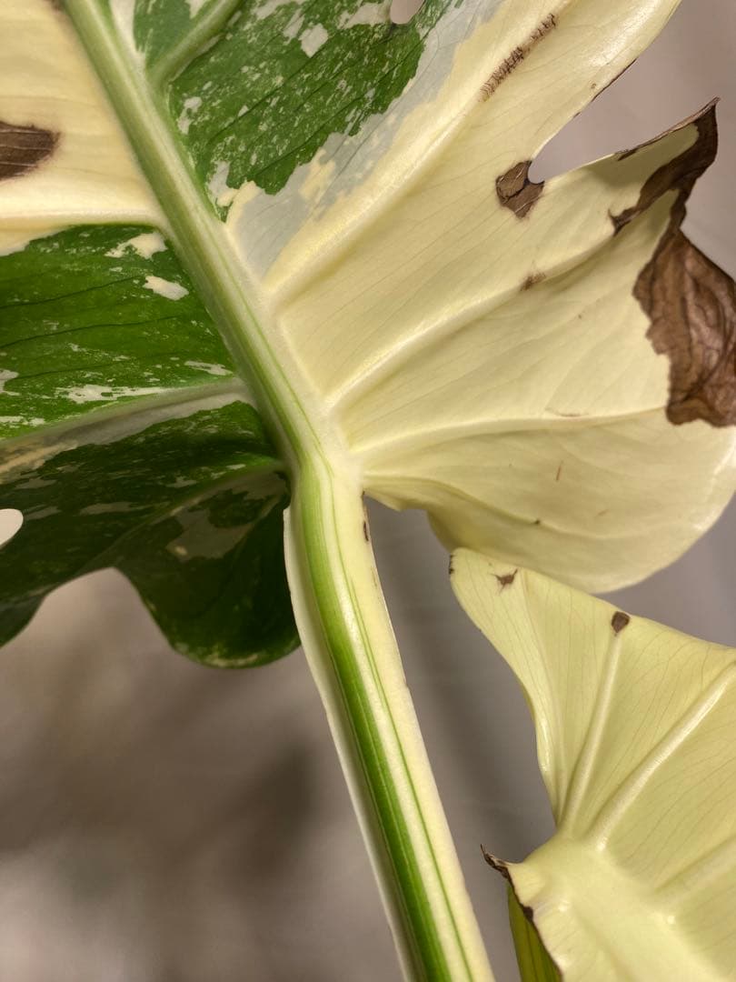 b*r様 Monstera deliciosa 'White Tears'白斑