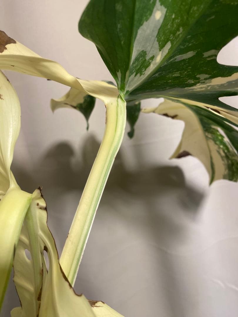 b*r様 Monstera deliciosa 'White Tears'白斑
