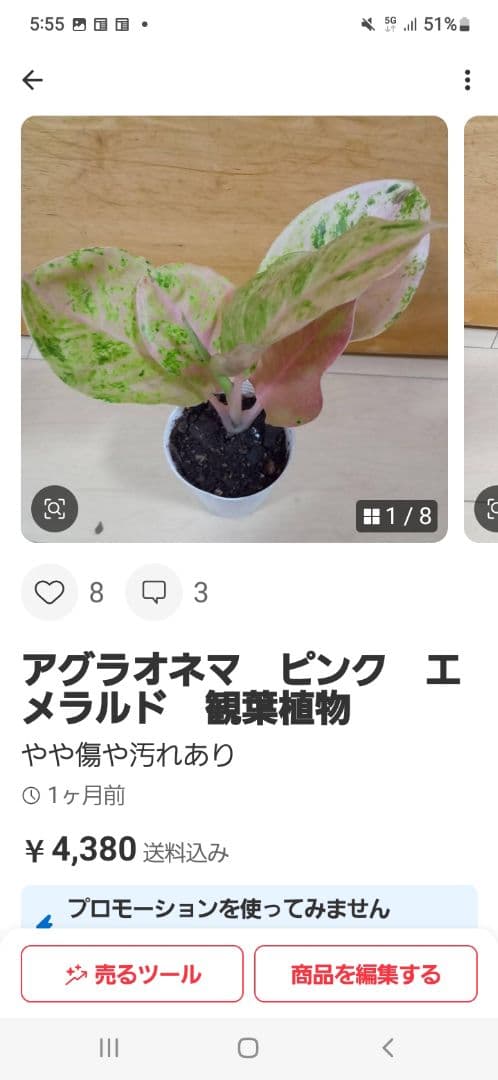 セール　アグラオネマ　エメラルド　ピンクローズ　観葉植物