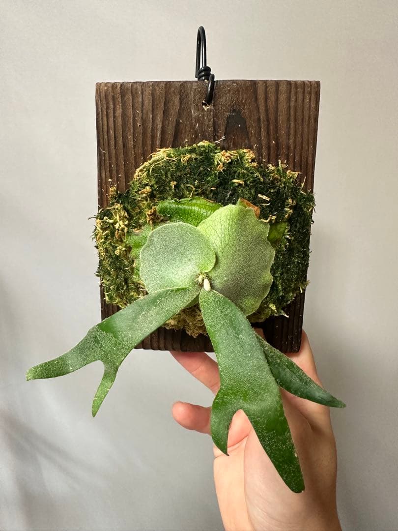 P.willinckii cv. Sailor Saturn 子株　ビカクシダ