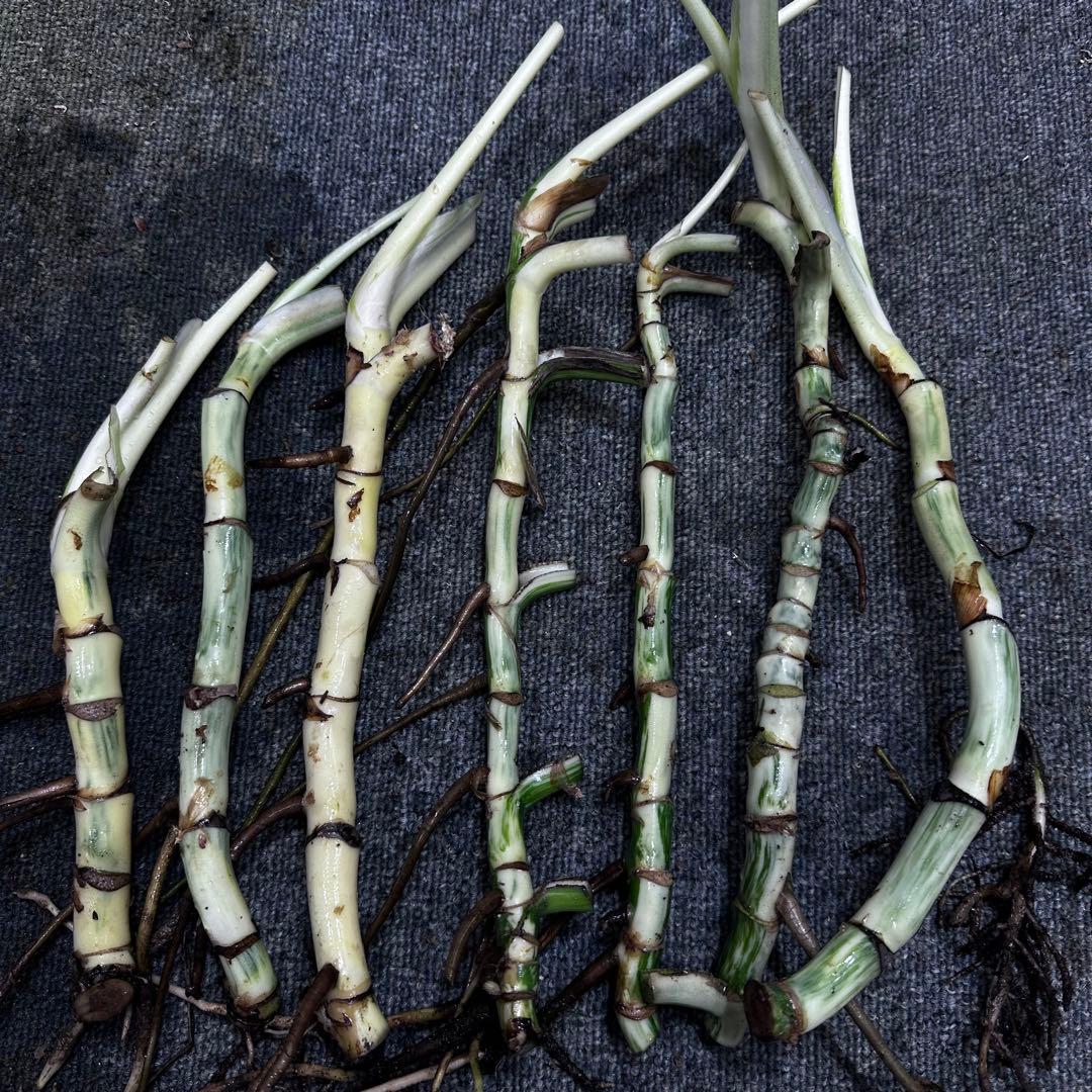 a*a様 斑入りモンステラホワイトタイガー茎7株おまとめ