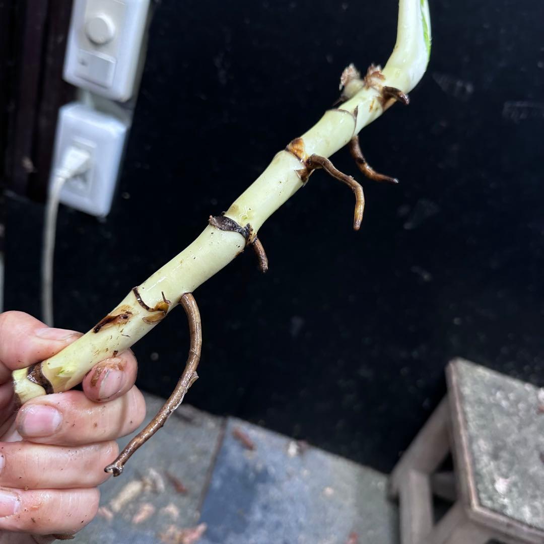 a*a様 斑入りモンステラホワイトタイガー茎7株おまとめ