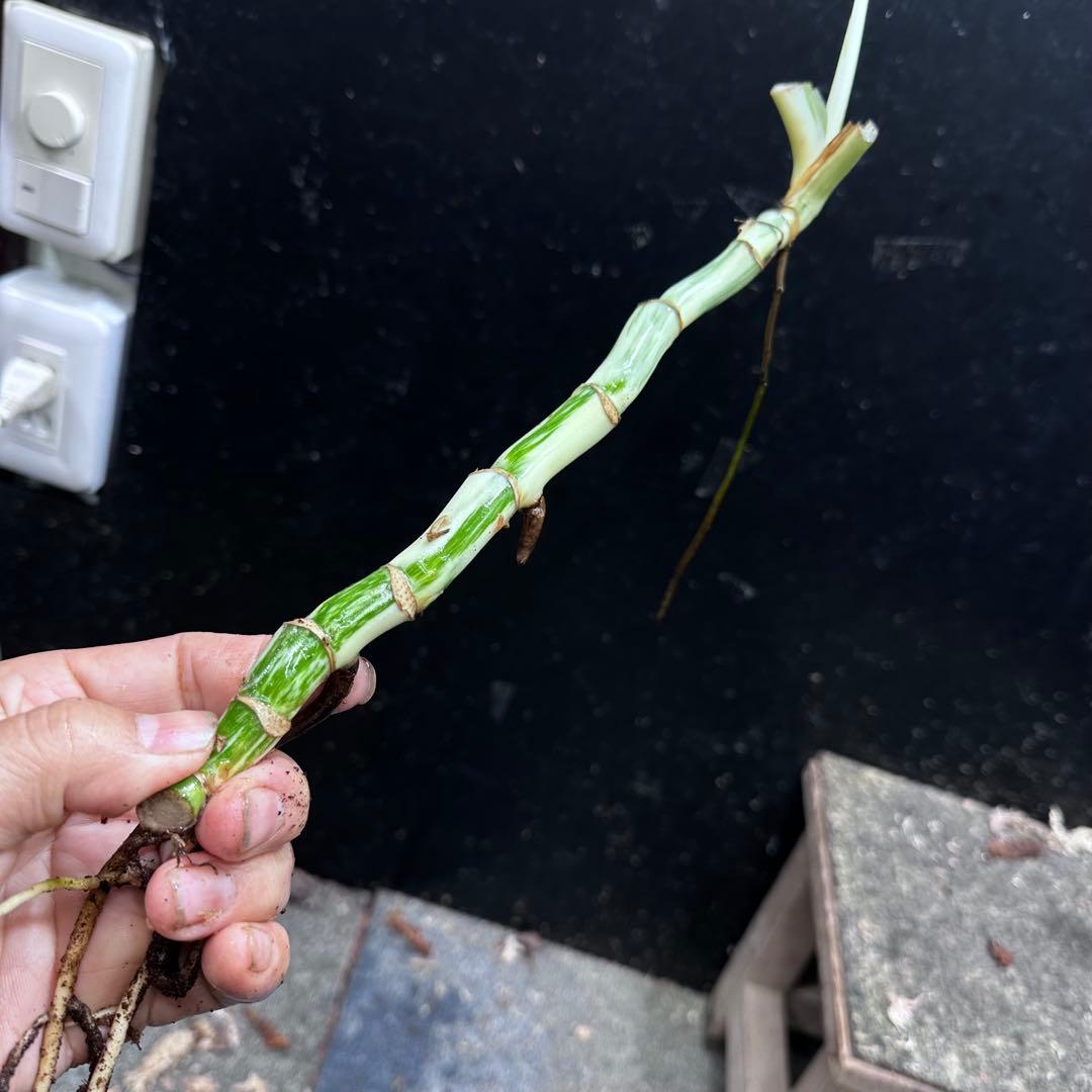 a*a様 斑入りモンステラホワイトタイガー茎7株おまとめ