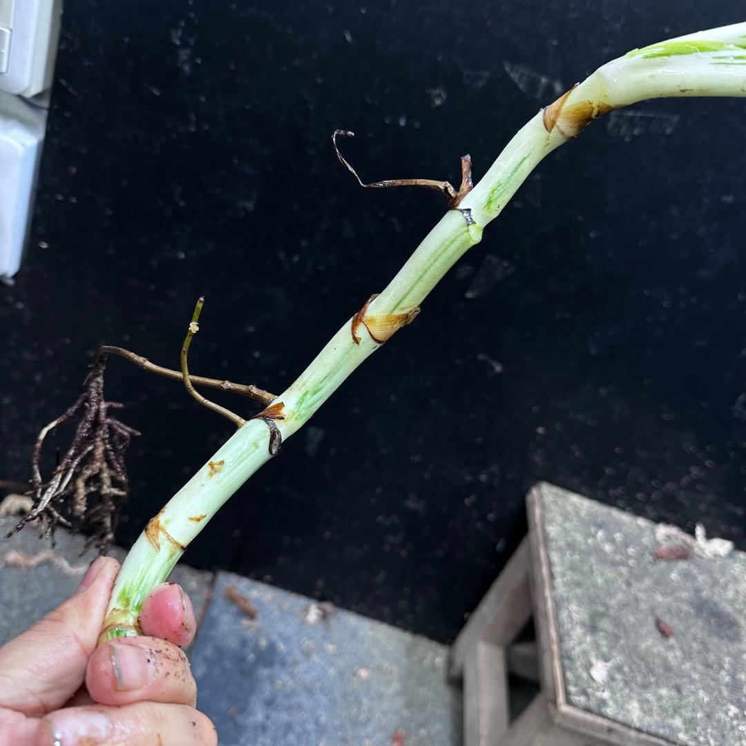 a*a様 斑入りモンステラホワイトタイガー茎7株おまとめ