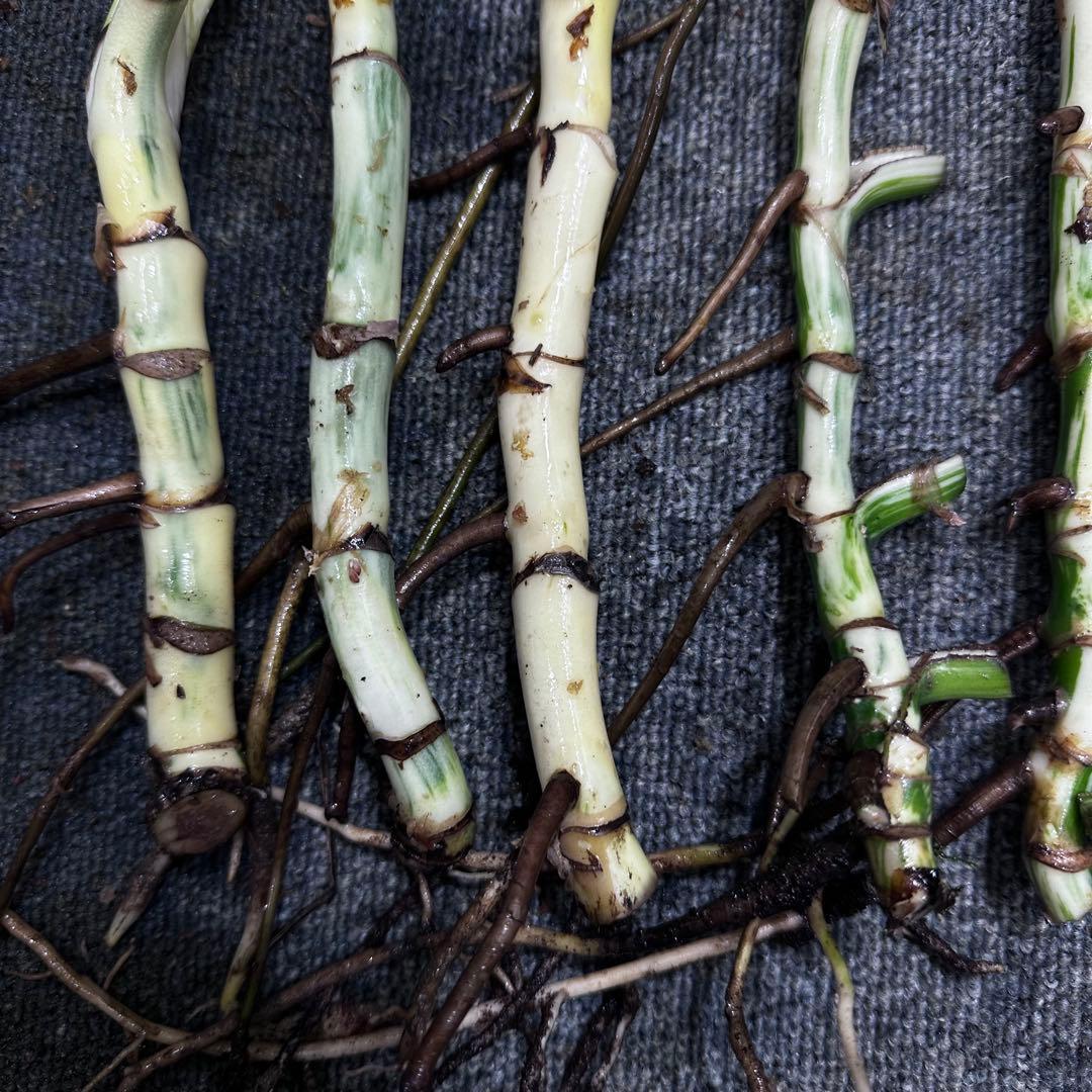 a*a様 斑入りモンステラホワイトタイガー茎7株おまとめ