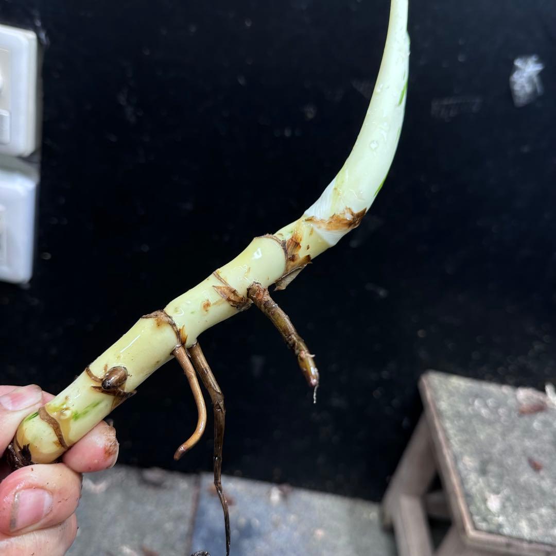 a*a様 斑入りモンステラホワイトタイガー茎7株おまとめ