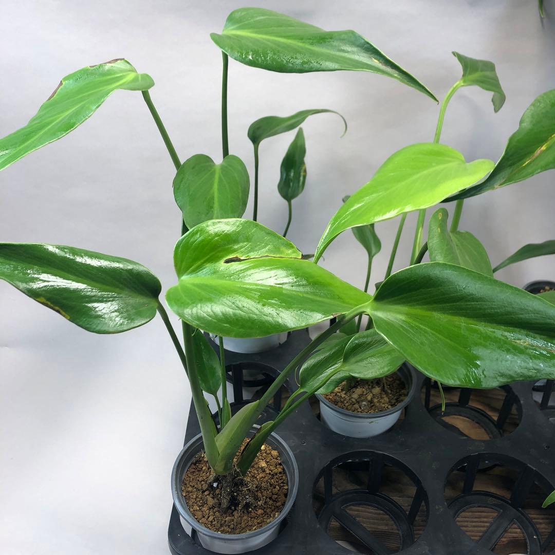 ち*え様 5株セットms58訳ありモンステラ バールマルクスフレーム